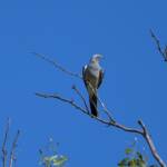 Ground Cuckooshrike (Coracina maxima), Santa Teresa Rd, Alice Springs NT © Dorothy Latimer