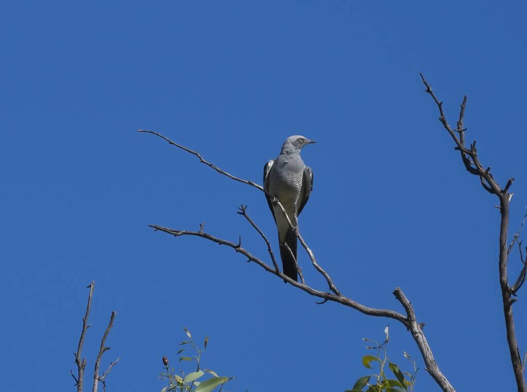 Ground Cuckooshrike (Coracina maxima), Santa Teresa Rd, Alice Springs NT © Dorothy Latimer