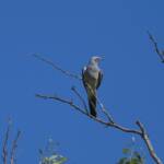Ground Cuckooshrike (Coracina maxima), Santa Teresa Rd, Alice Springs NT © Dorothy Latimer