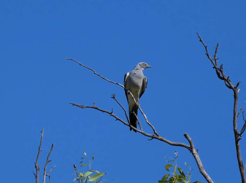 Ground Cuckooshrike (Coracina maxima), Santa Teresa Rd, Alice Springs NT © Dorothy Latimer