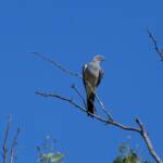 Ground Cuckooshrike (Coracina maxima), Santa Teresa Rd, Alice Springs NT © Dorothy Latimer