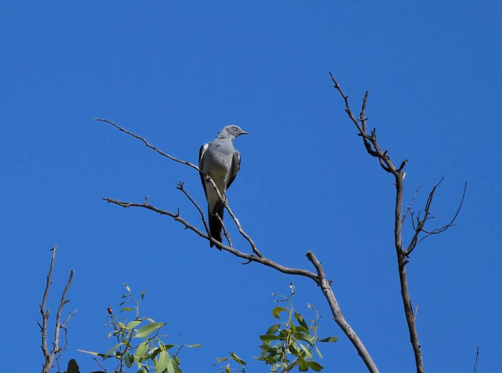 Ground Cuckooshrike (Coracina maxima), Santa Teresa Rd, Alice Springs NT © Dorothy Latimer