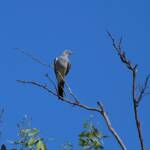 Ground Cuckooshrike (Coracina maxima), Santa Teresa Rd, Alice Springs NT © Dorothy Latimer