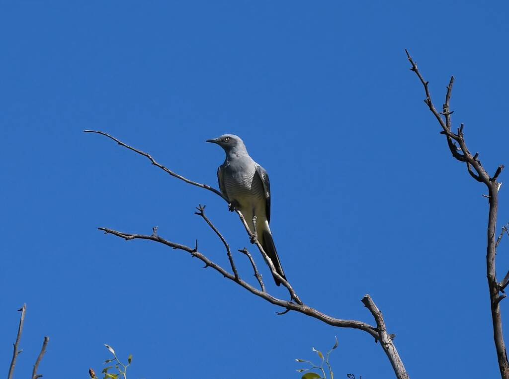 Ground Cuckooshrike (Coracina maxima), Santa Teresa Rd, Alice Springs NT © Dorothy Latimer