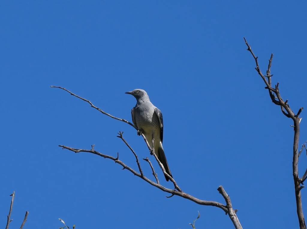 Ground Cuckooshrike (Coracina maxima), Santa Teresa Rd, Alice Springs NT © Dorothy Latimer