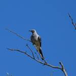 Ground Cuckooshrike (Coracina maxima), Santa Teresa Rd, Alice Springs NT © Dorothy Latimer