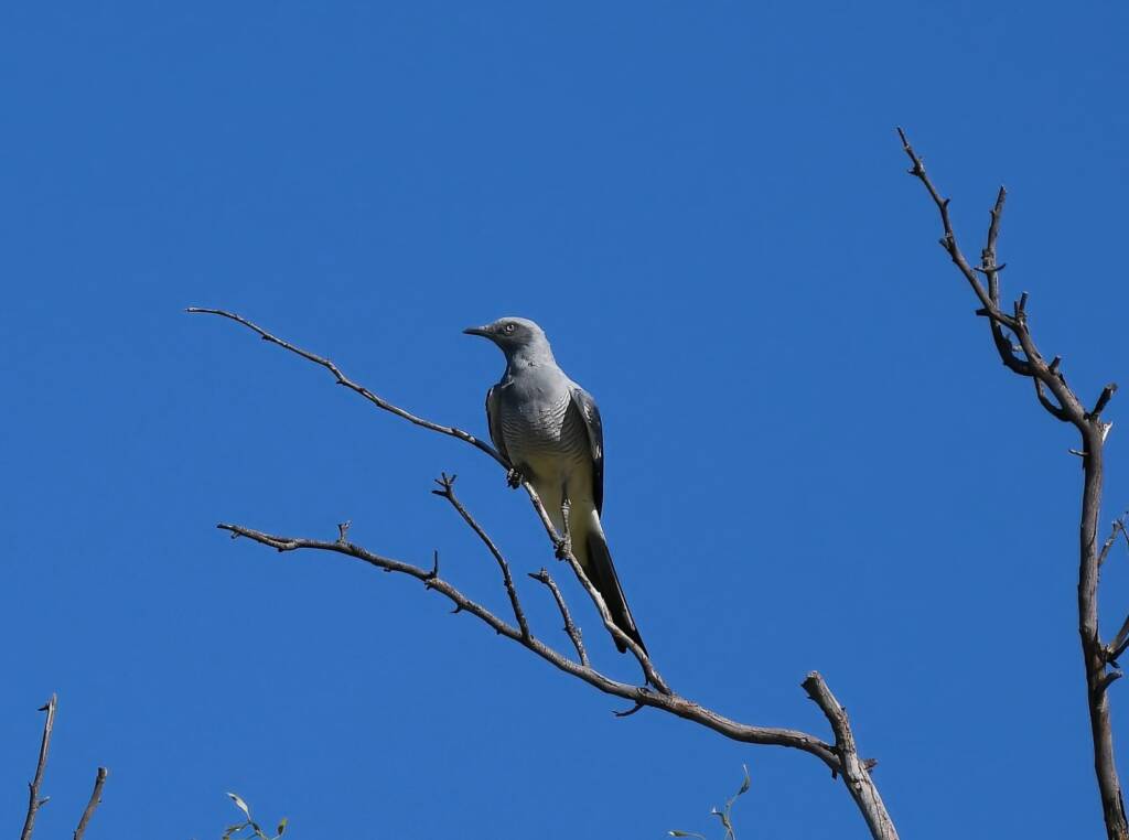Ground Cuckooshrike (Coracina maxima), Santa Teresa Rd, Alice Springs NT © Dorothy Latimer