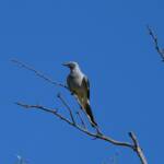 Ground Cuckooshrike (Coracina maxima), Santa Teresa Rd, Alice Springs NT © Dorothy Latimer