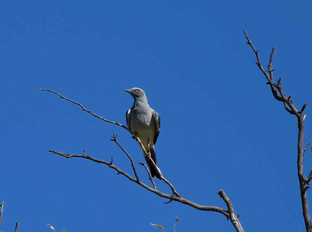 Ground Cuckooshrike (Coracina maxima), Santa Teresa Rd, Alice Springs NT © Dorothy Latimer