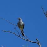 Ground Cuckooshrike (Coracina maxima), Santa Teresa Rd, Alice Springs NT © Dorothy Latimer