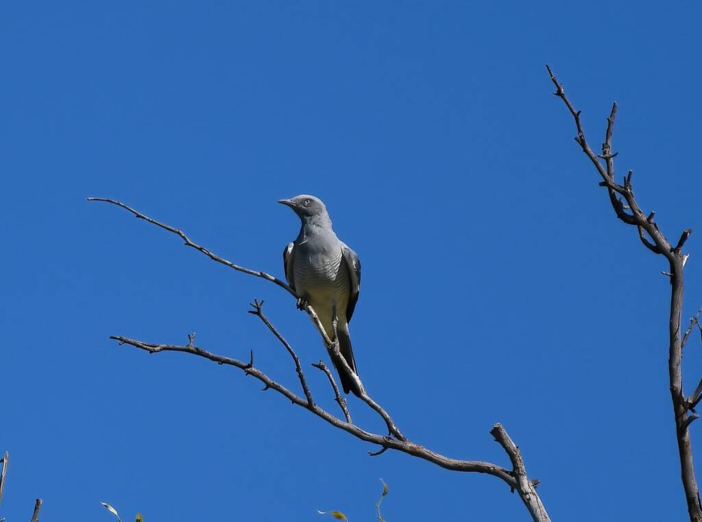 Ground Cuckooshrike (Coracina maxima), Santa Teresa Rd, Alice Springs NT © Dorothy Latimer