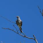 Ground Cuckooshrike (Coracina maxima), Santa Teresa Rd, Alice Springs NT © Dorothy Latimer