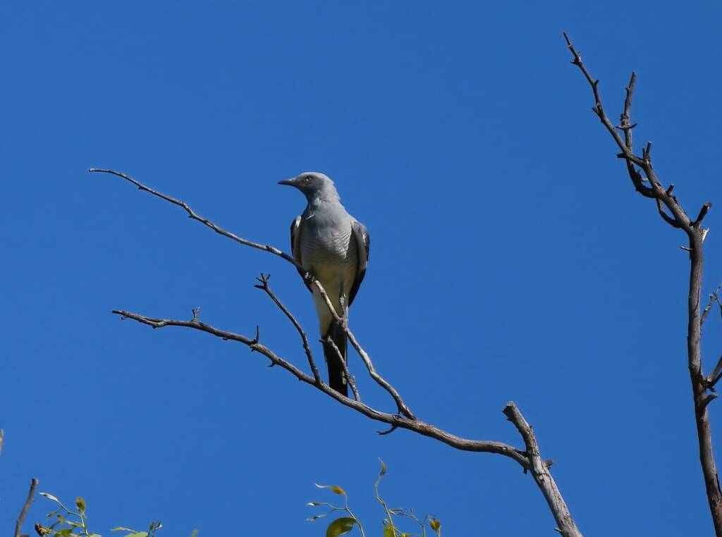 Ground Cuckooshrike (Coracina maxima), Santa Teresa Rd, Alice Springs NT © Dorothy Latimer