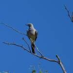 Ground Cuckooshrike (Coracina maxima), Santa Teresa Rd, Alice Springs NT © Dorothy Latimer