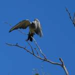 Ground Cuckooshrike (Coracina maxima), Santa Teresa Rd, Alice Springs NT © Dorothy Latimer