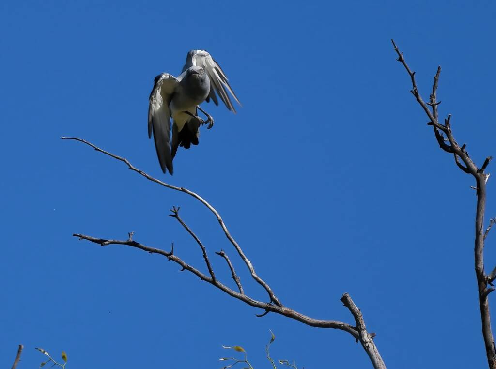 Ground Cuckooshrike (Coracina maxima), Santa Teresa Rd, Alice Springs NT © Dorothy Latimer
