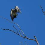 Ground Cuckooshrike (Coracina maxima), Santa Teresa Rd, Alice Springs NT © Dorothy Latimer