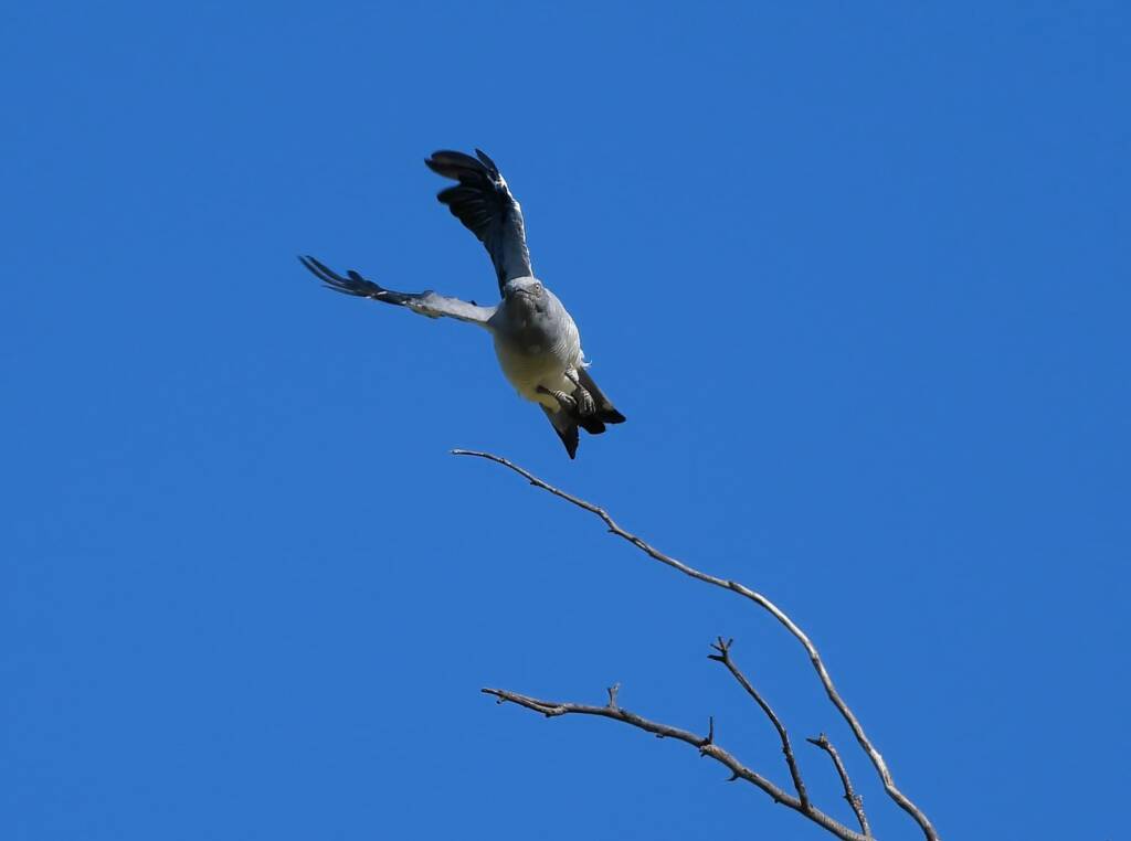 Ground Cuckooshrike (Coracina maxima), Santa Teresa Rd, Alice Springs NT © Dorothy Latimer