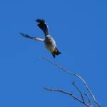 Ground Cuckooshrike (Coracina maxima), Santa Teresa Rd, Alice Springs NT © Dorothy Latimer