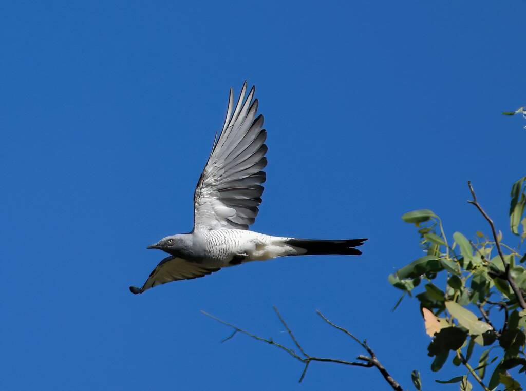 Ground Cuckooshrike (Coracina maxima), Santa Teresa Rd, Alice Springs NT © Dorothy Latimer