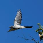 Ground Cuckooshrike (Coracina maxima), Santa Teresa Rd, Alice Springs NT © Dorothy Latimer