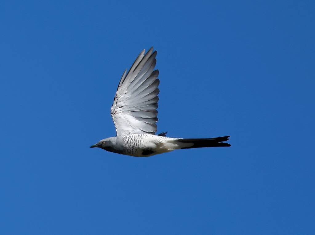 Ground Cuckooshrike (Coracina maxima), Santa Teresa Rd, Alice Springs NT © Dorothy Latimer