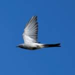 Ground Cuckooshrike (Coracina maxima), Santa Teresa Rd, Alice Springs NT © Dorothy Latimer