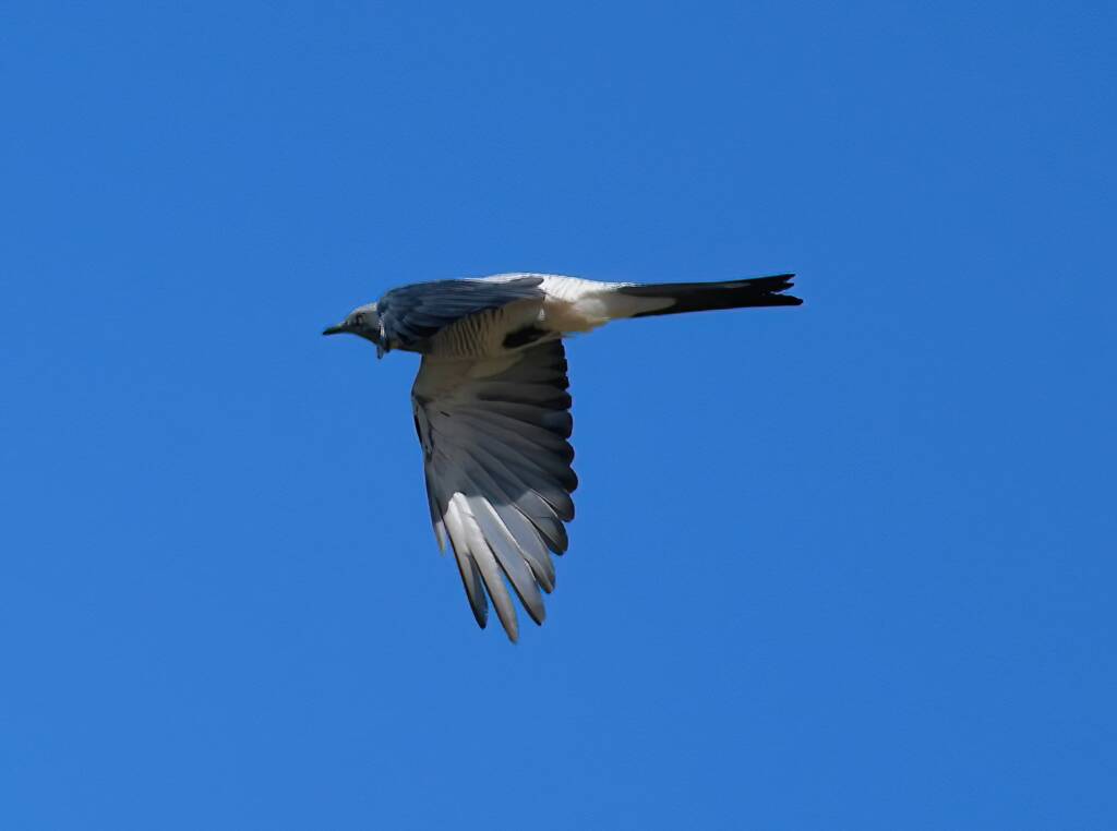 Ground Cuckooshrike (Coracina maxima), Santa Teresa Rd, Alice Springs NT © Dorothy Latimer
