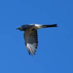 Ground Cuckooshrike (Coracina maxima), Santa Teresa Rd, Alice Springs NT © Dorothy Latimer