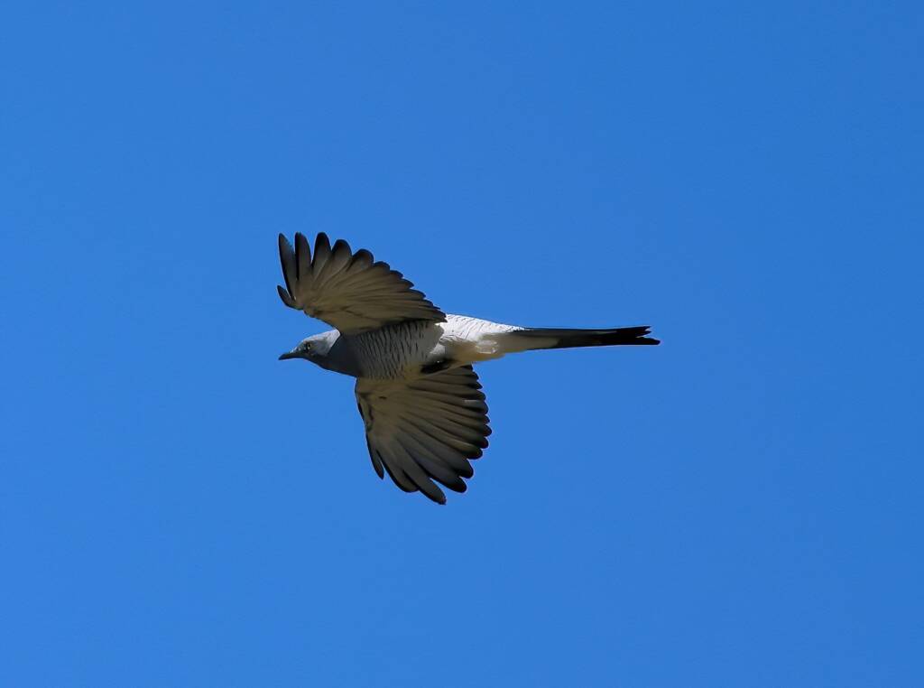 Ground Cuckooshrike (Coracina maxima), Santa Teresa Rd, Alice Springs NT © Dorothy Latimer