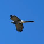 Ground Cuckooshrike (Coracina maxima), Santa Teresa Rd, Alice Springs NT © Dorothy Latimer