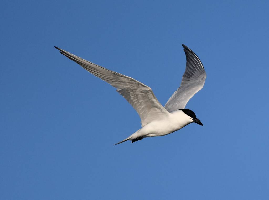 Gull-billed Tern (Gelochelidon nilotica), Alice Springs Sewage Ponds, NT © Dorothy Latimer