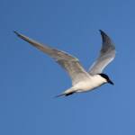 Gull-billed Tern (Gelochelidon nilotica), Alice Springs Sewage Ponds, NT © Dorothy Latimer
