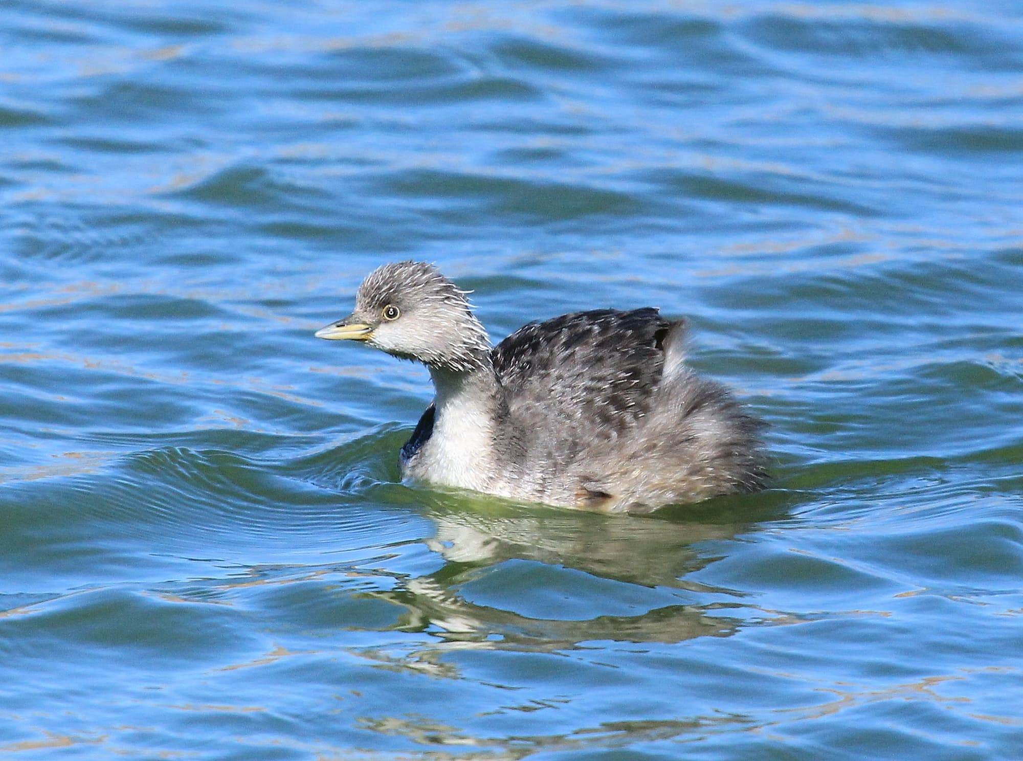 Hoary-headed Grebe (Poliocephalus poliocephalus), Alice Springs Sewage Ponds © Dorothy Latimer