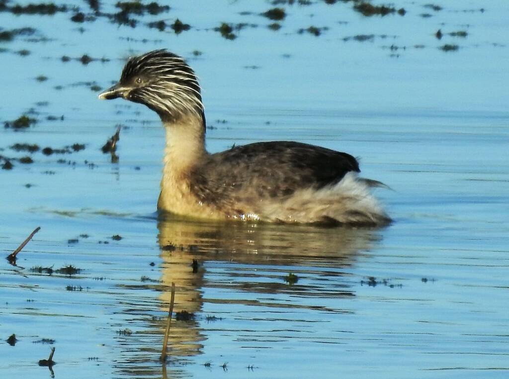 Hoary-headed Grebe (Poliocephalus poliocephalus), Alice Springs Sewage Ponds © Dorothy Latimer