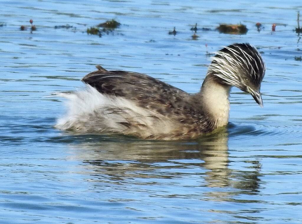 Hoary-headed Grebe (Poliocephalus poliocephalus), Alice Springs Sewage Ponds © Dorothy Latimer