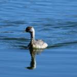 Hoary-headed Grebe (Poliocephalus poliocephalus), Alice Springs Sewage Ponds © Dorothy Latimer