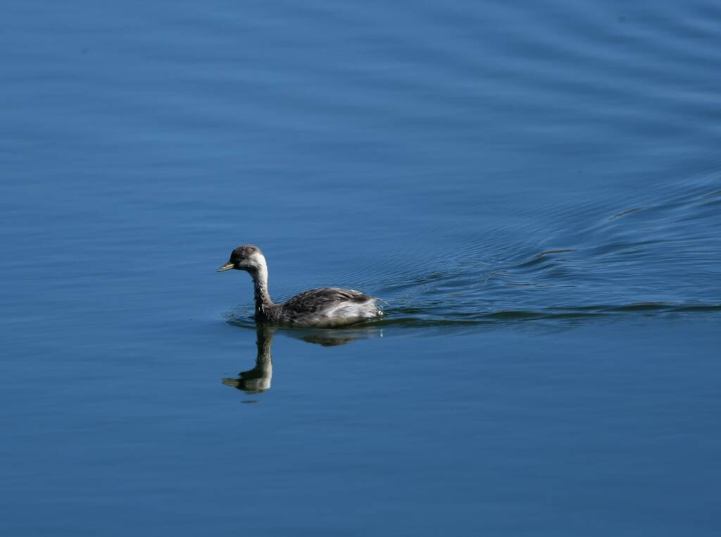 Hoary-headed Grebe (Poliocephalus poliocephalus), Alice Springs Sewage Ponds © Dorothy Latimer