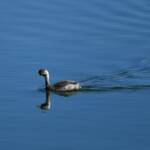 Hoary-headed Grebe (Poliocephalus poliocephalus), Alice Springs Sewage Ponds © Dorothy Latimer