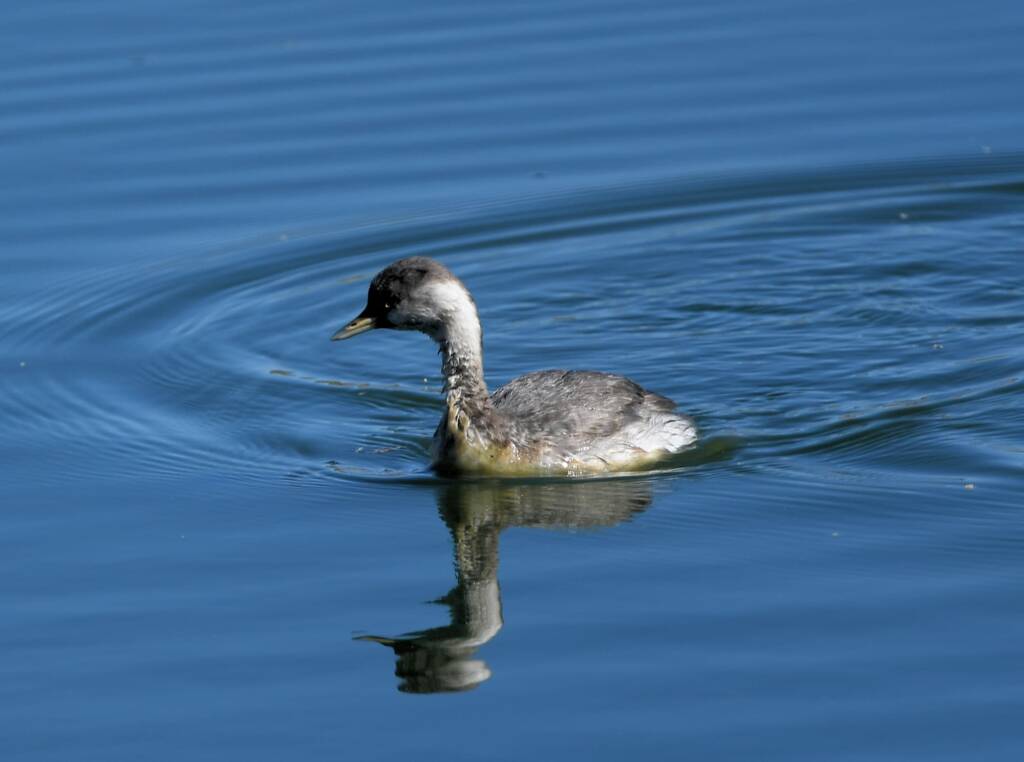 Hoary-headed Grebe (Poliocephalus poliocephalus), Alice Springs Sewage Ponds © Dorothy Latimer
