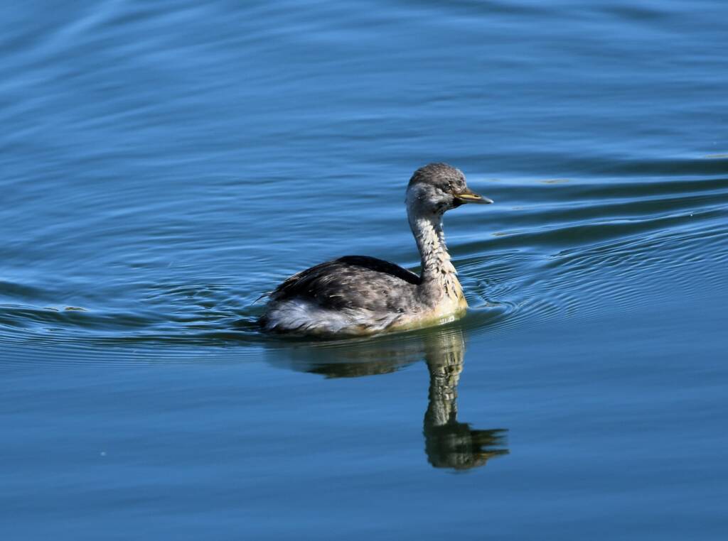 Hoary-headed Grebe (Poliocephalus poliocephalus), Alice Springs Sewage Ponds © Dorothy Latimer
