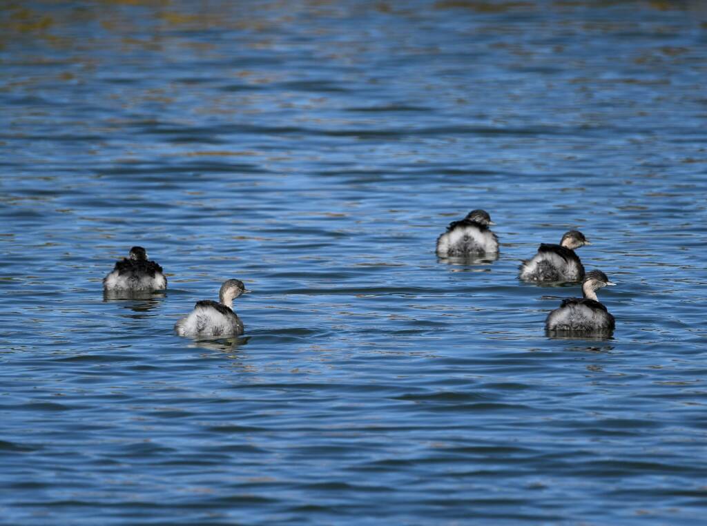 Hoary-headed Grebe (Poliocephalus poliocephalus), Alice Springs Sewage Ponds © Dorothy Latimer