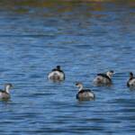 Hoary-headed Grebe (Poliocephalus poliocephalus), Alice Springs Sewage Ponds © Dorothy Latimer