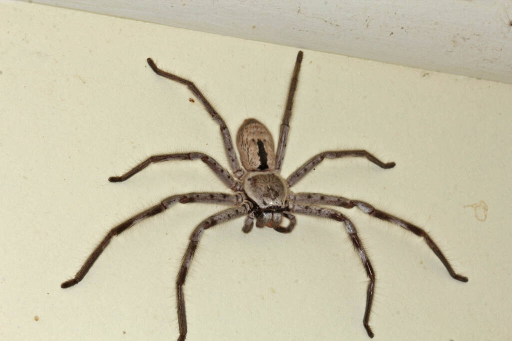Holconia sp, Ballandean QLD © Marc Newman