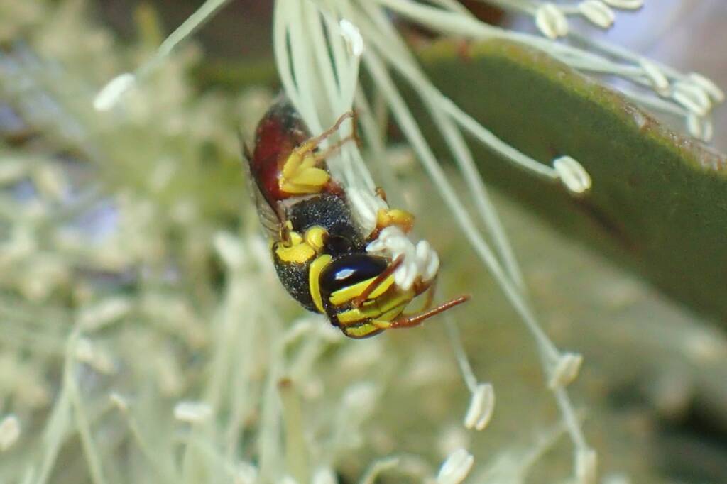 Hylaeus elegans, Geraldton, Midwest WA © Gary Taylor