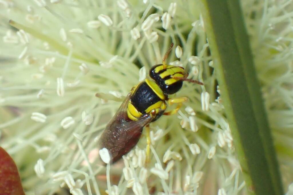 Hylaeus elegans, Geraldton, Midwest WA © Gary Taylor