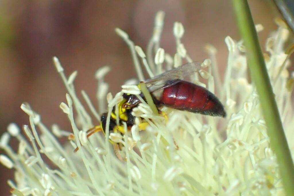 Hylaeus elegans, Geraldton, Midwest WA © Gary Taylor