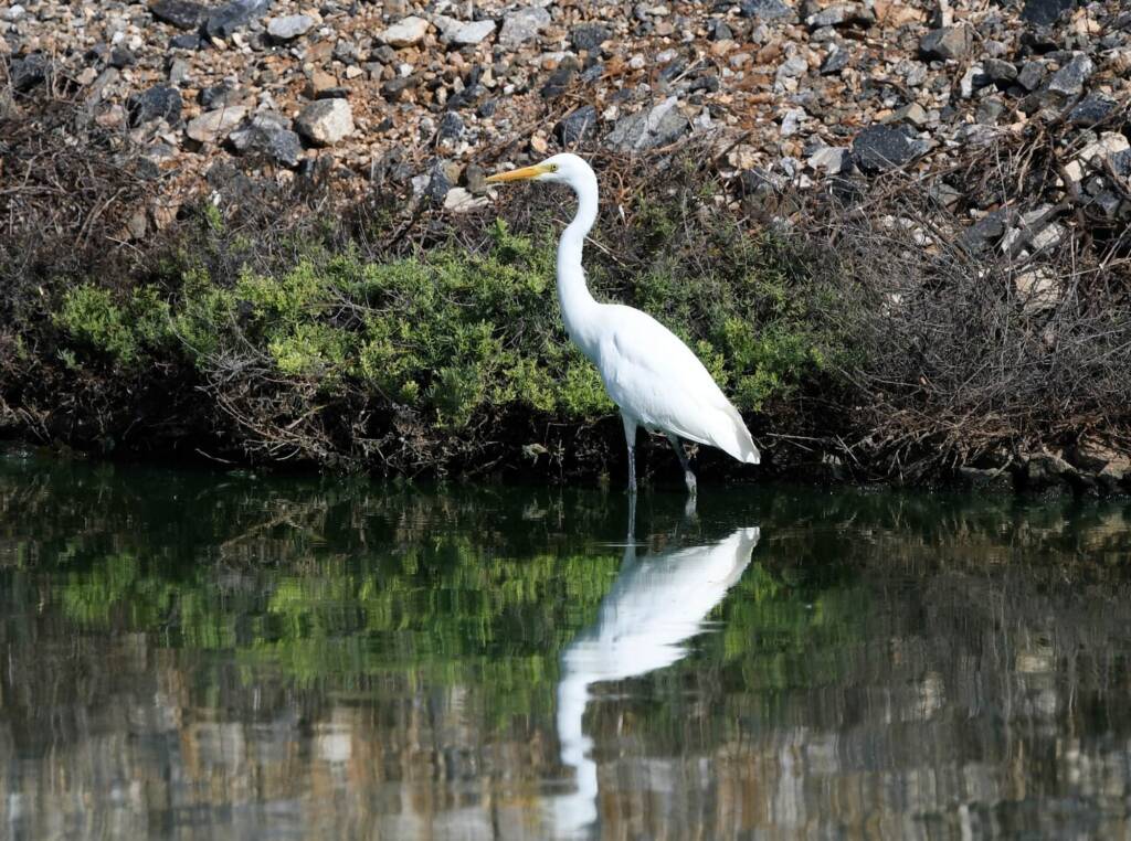 Intermediate Egret (Plumed) (Ardea intermedia plumifera)