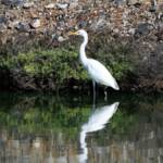 Intermediate Egret (Plumed) (Ardea intermedia plumifera)
