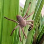 Desert Huntsman Spider (Isopedella inola), member of the Australian Huntsman Spider group, Alice Springs NT